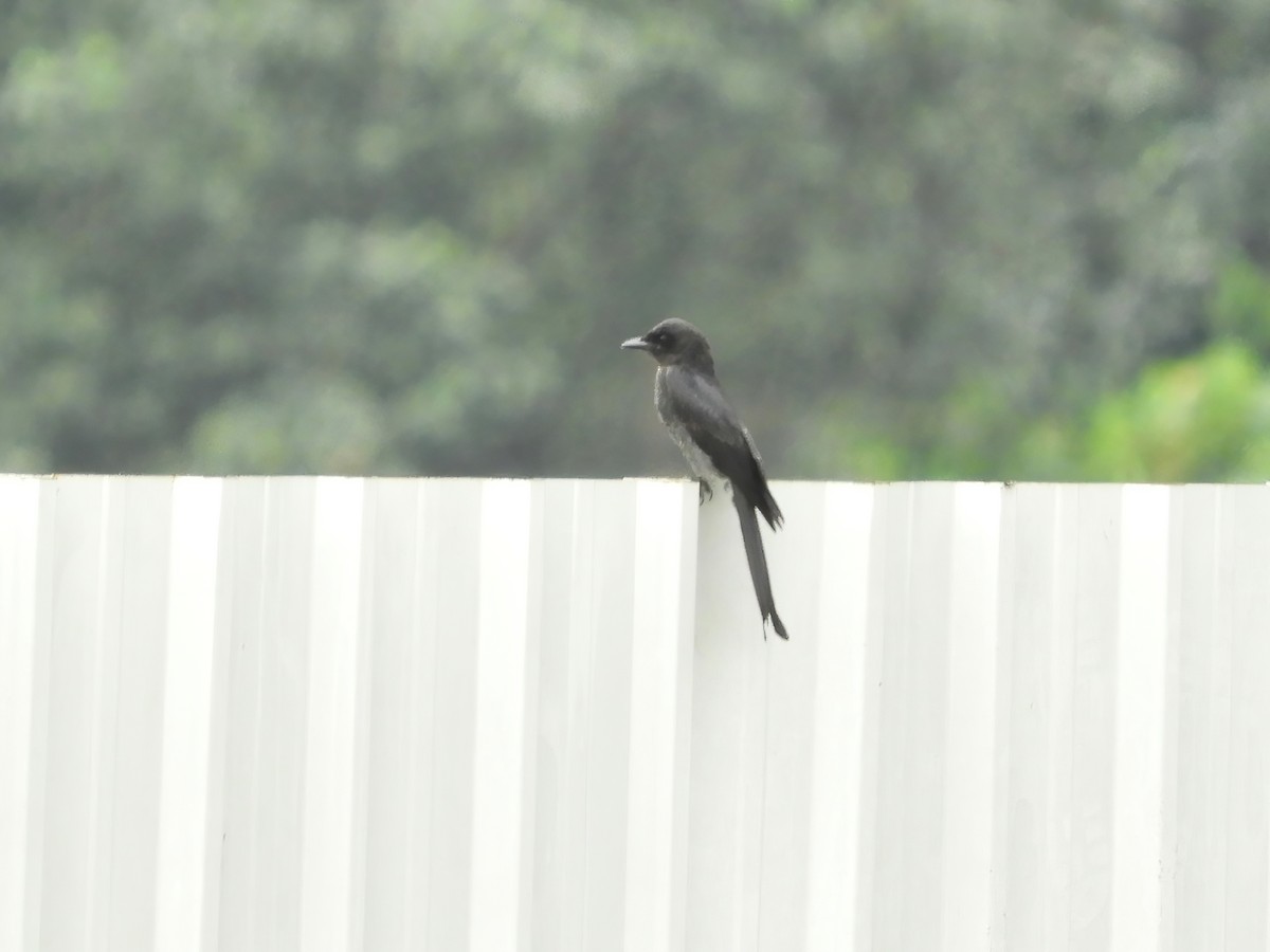 Black Drongo - ML503203661