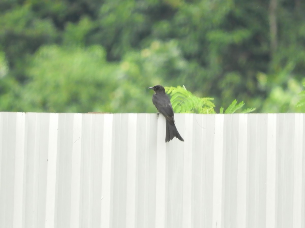 Black Drongo - ML503203671