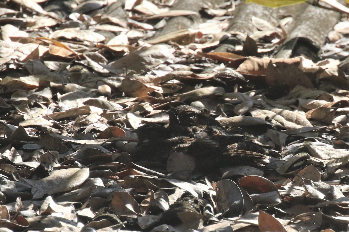 Blackish Nightjar - ML503206081