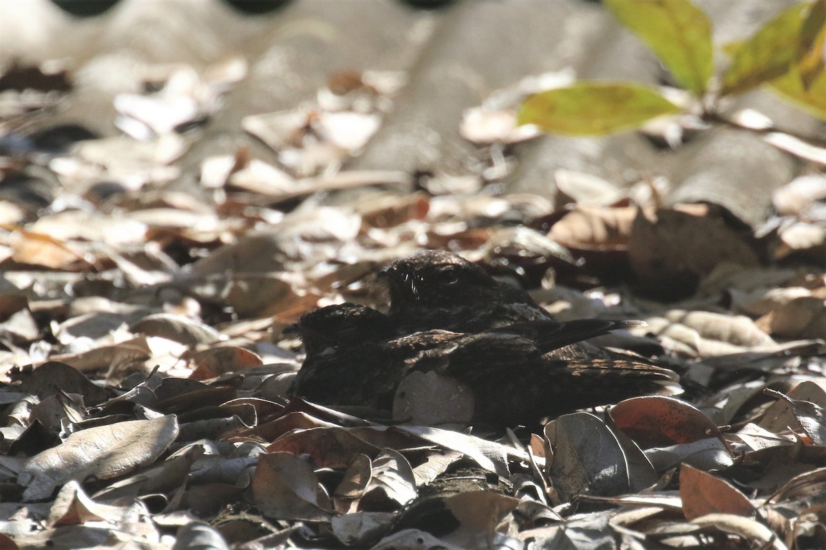 Blackish Nightjar - ML503206091