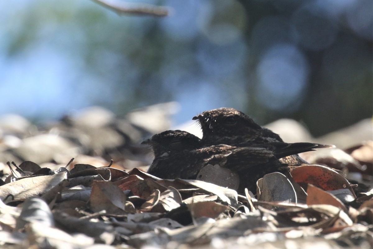 Blackish Nightjar - ML503206101