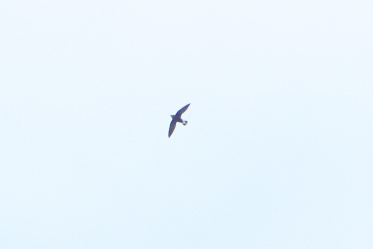 Silver-backed Needletail - ML503206121