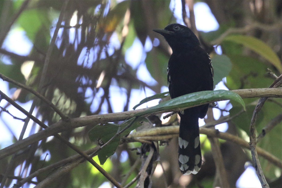 Bananal Antbird - ML503206991