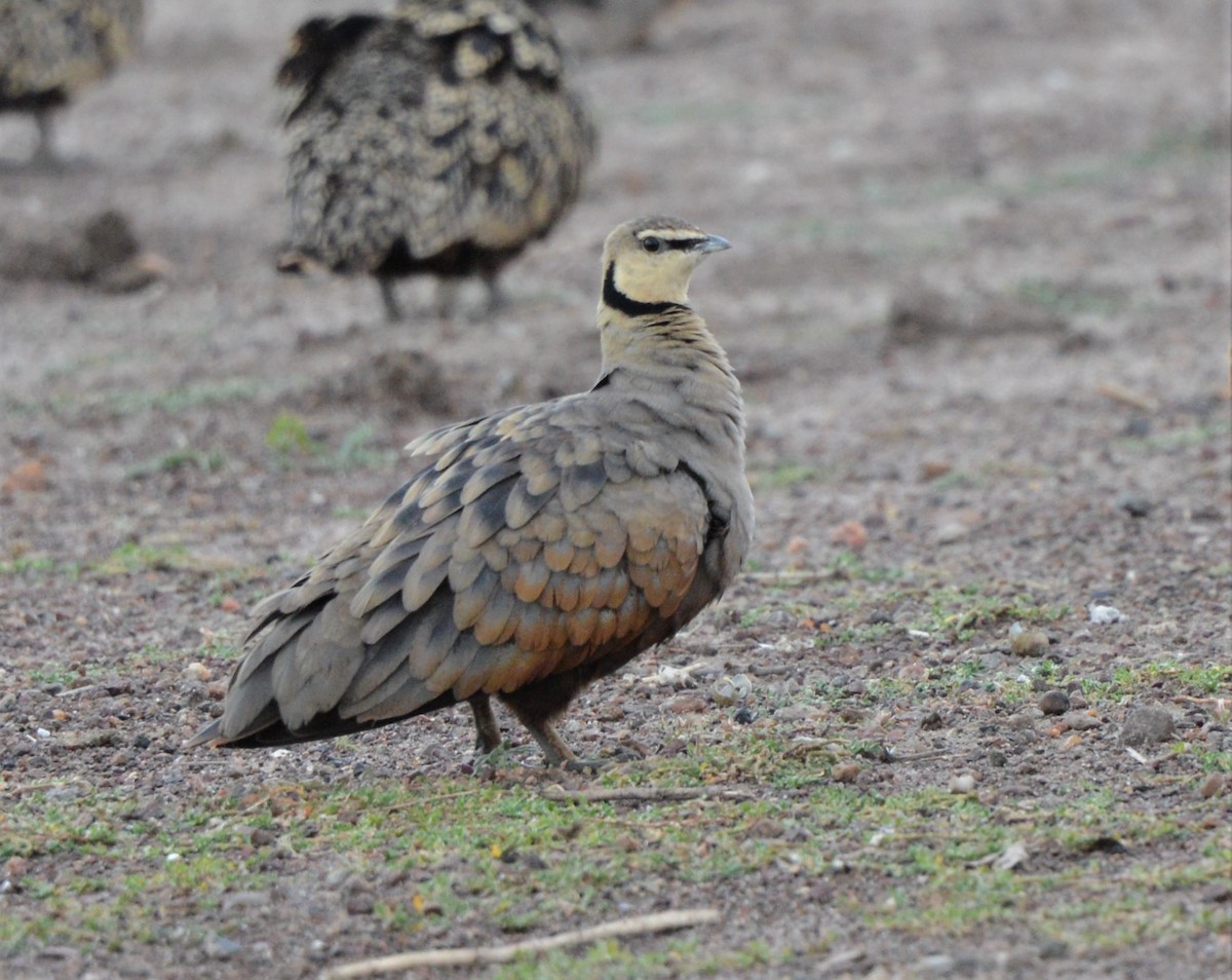 Yellow-throated Sandgrouse - ML503207671