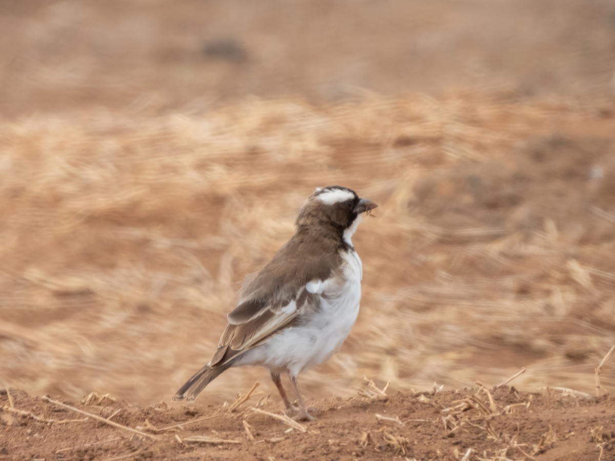 White-browed Sparrow-Weaver - ML503207811