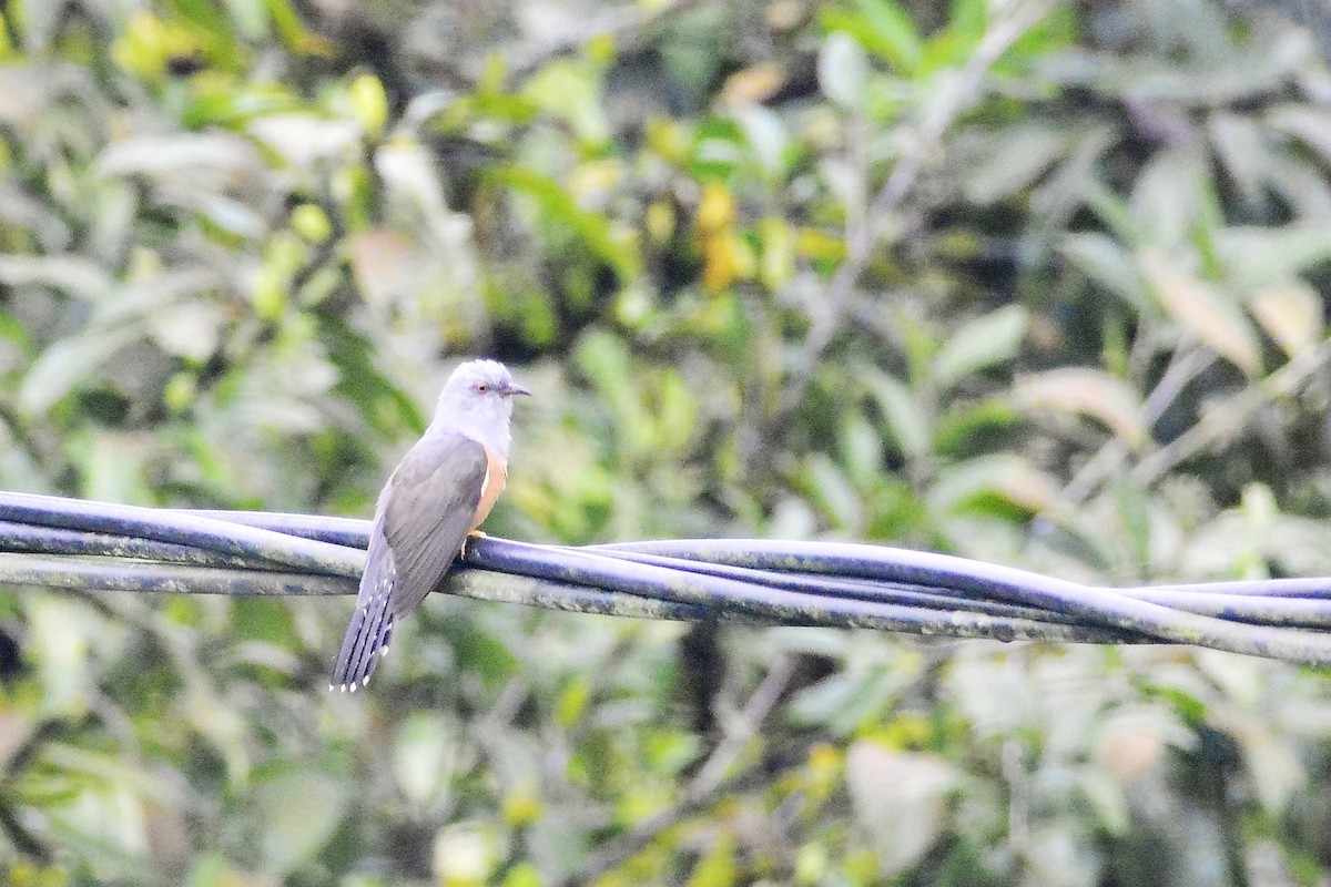 Plaintive Cuckoo - ML50320811