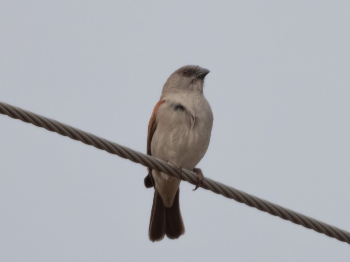 Northern Gray-headed Sparrow - ML503208531