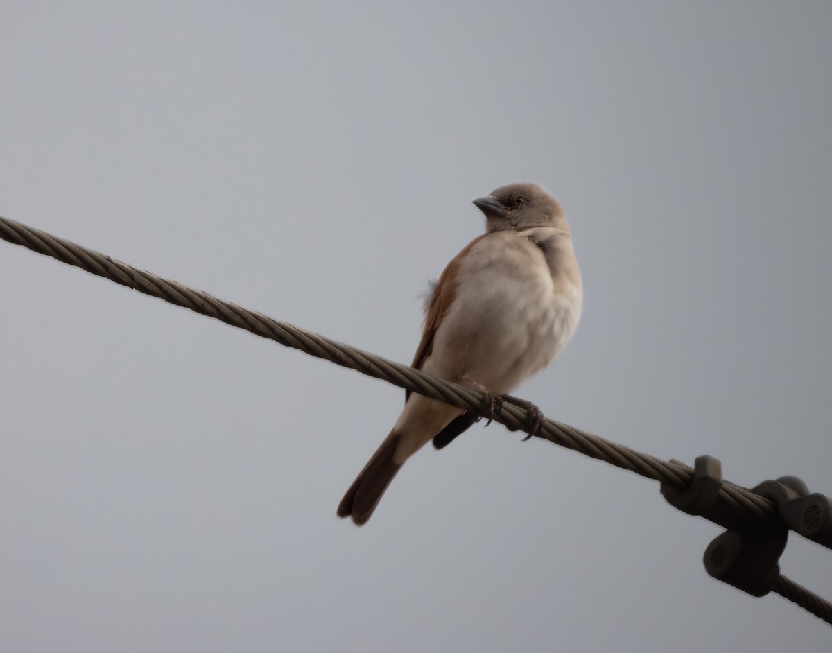 Northern Gray-headed Sparrow - ML503208541