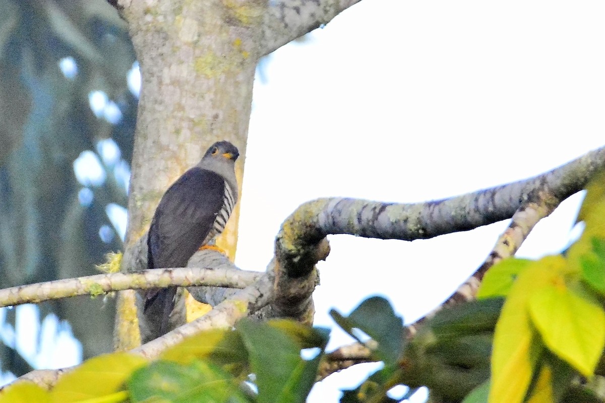 Sunda Cuckoo - ML50320861