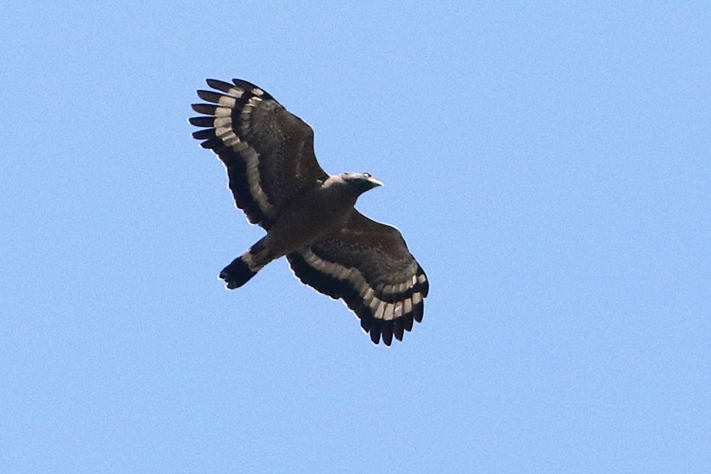 Crested Serpent-Eagle - ML503208781