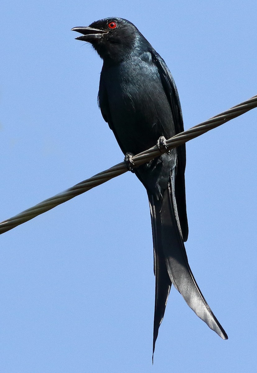 Kül Rengi Drongo - ML503208861