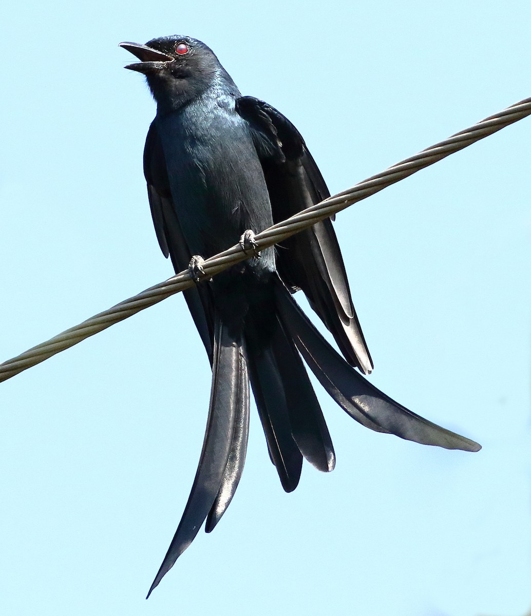 Kül Rengi Drongo - ML503208871