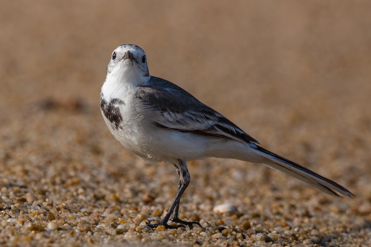 White Wagtail - Sandy Luk