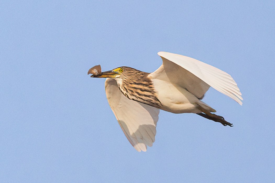 Chinese Pond-Heron - ML503209261