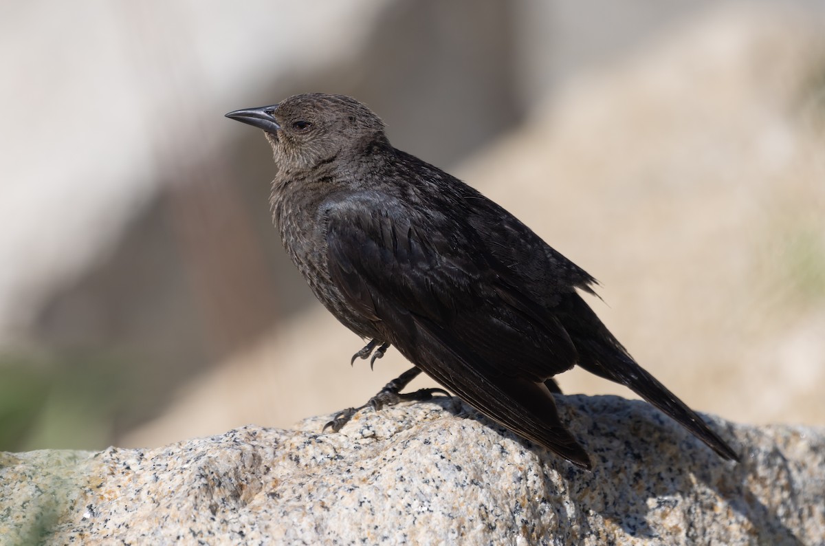 Brewer's Blackbird - ML503210261