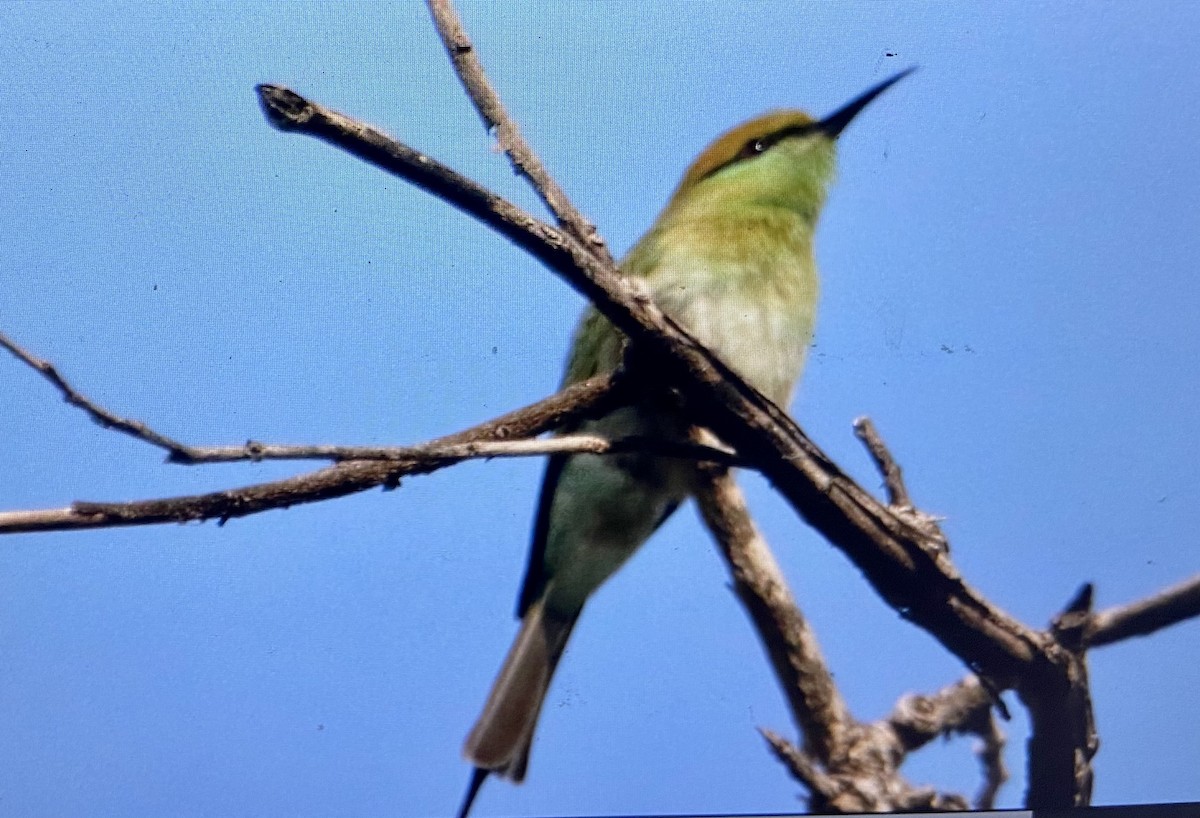 Asian Green Bee-eater - ML503211191