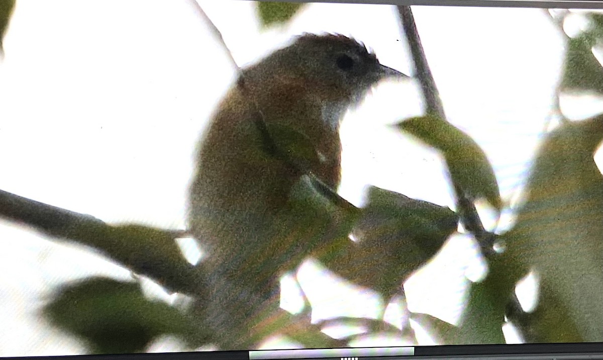 Tawny-bellied Babbler - ML503211241