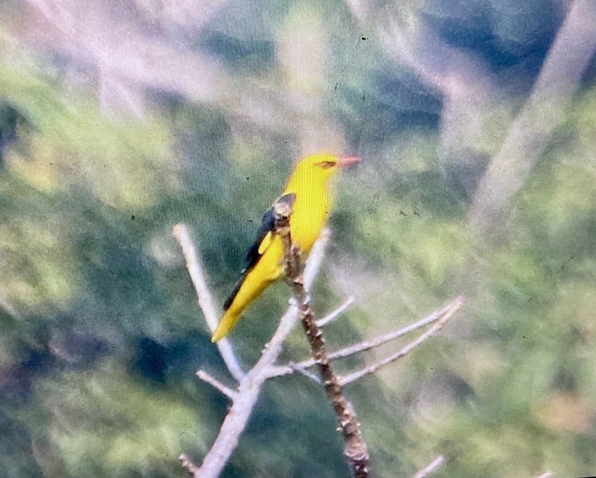 Indian Golden Oriole - ML503211301
