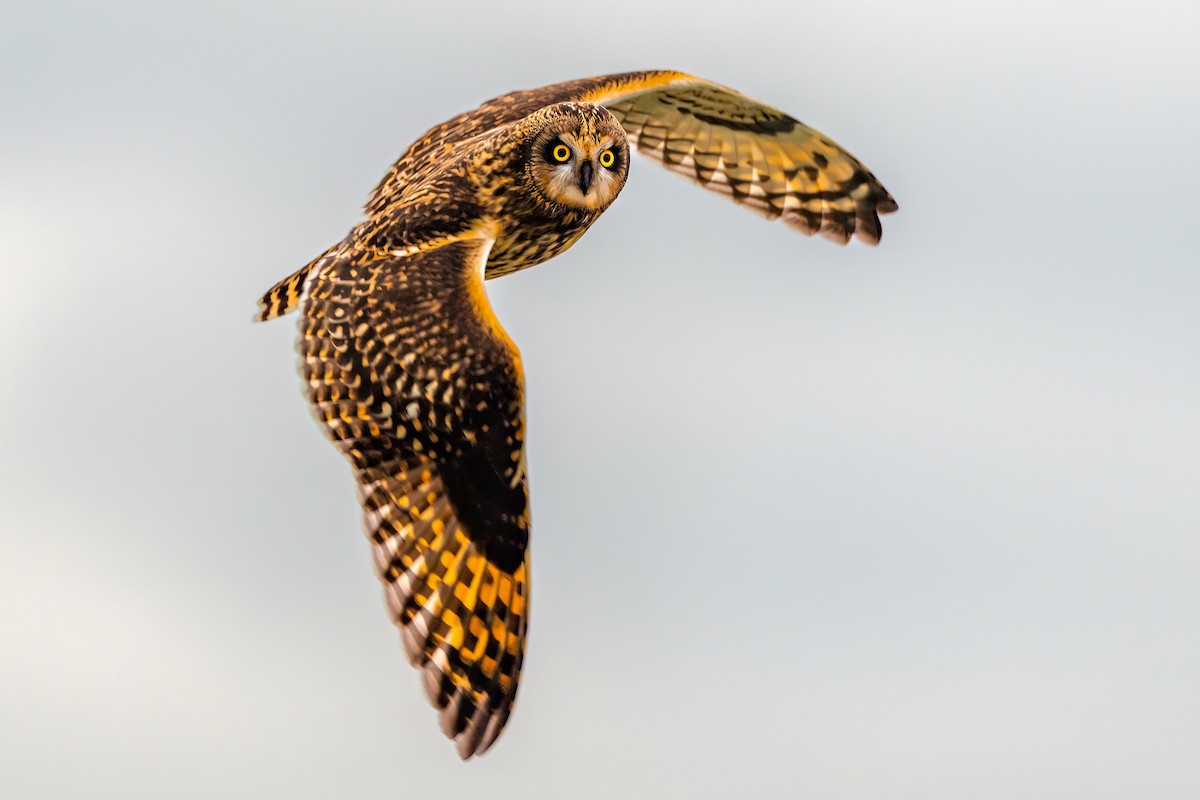 Short-eared Owl - ML503211341