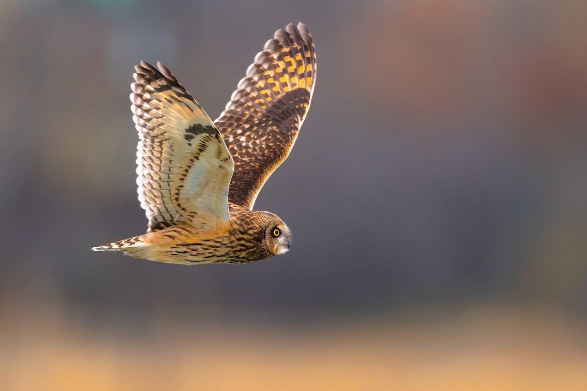 Short-eared Owl - ML503211391