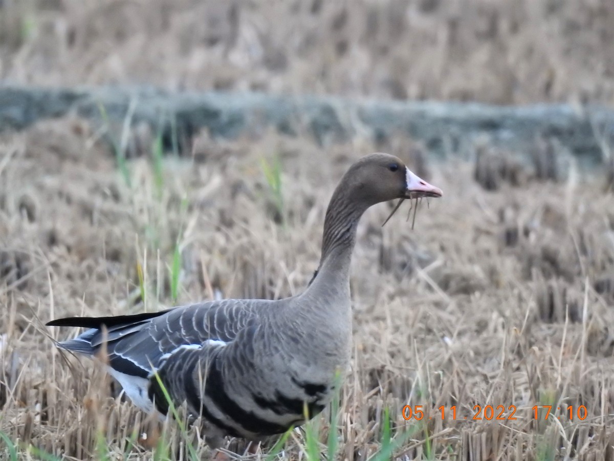 Greater White-fronted Goose - ML503214321