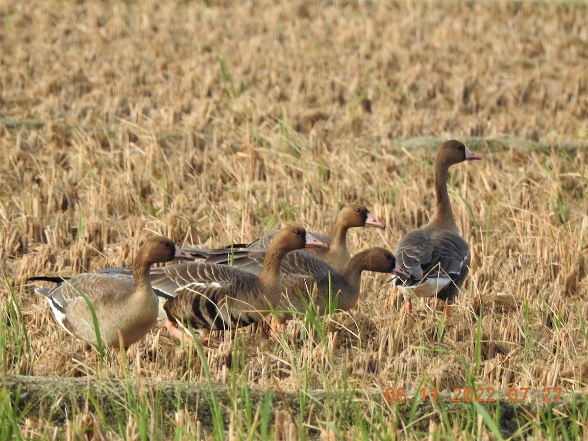 Greater White-fronted Goose - ML503214331