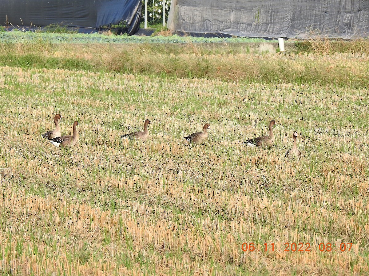 Greater White-fronted Goose - ML503214341