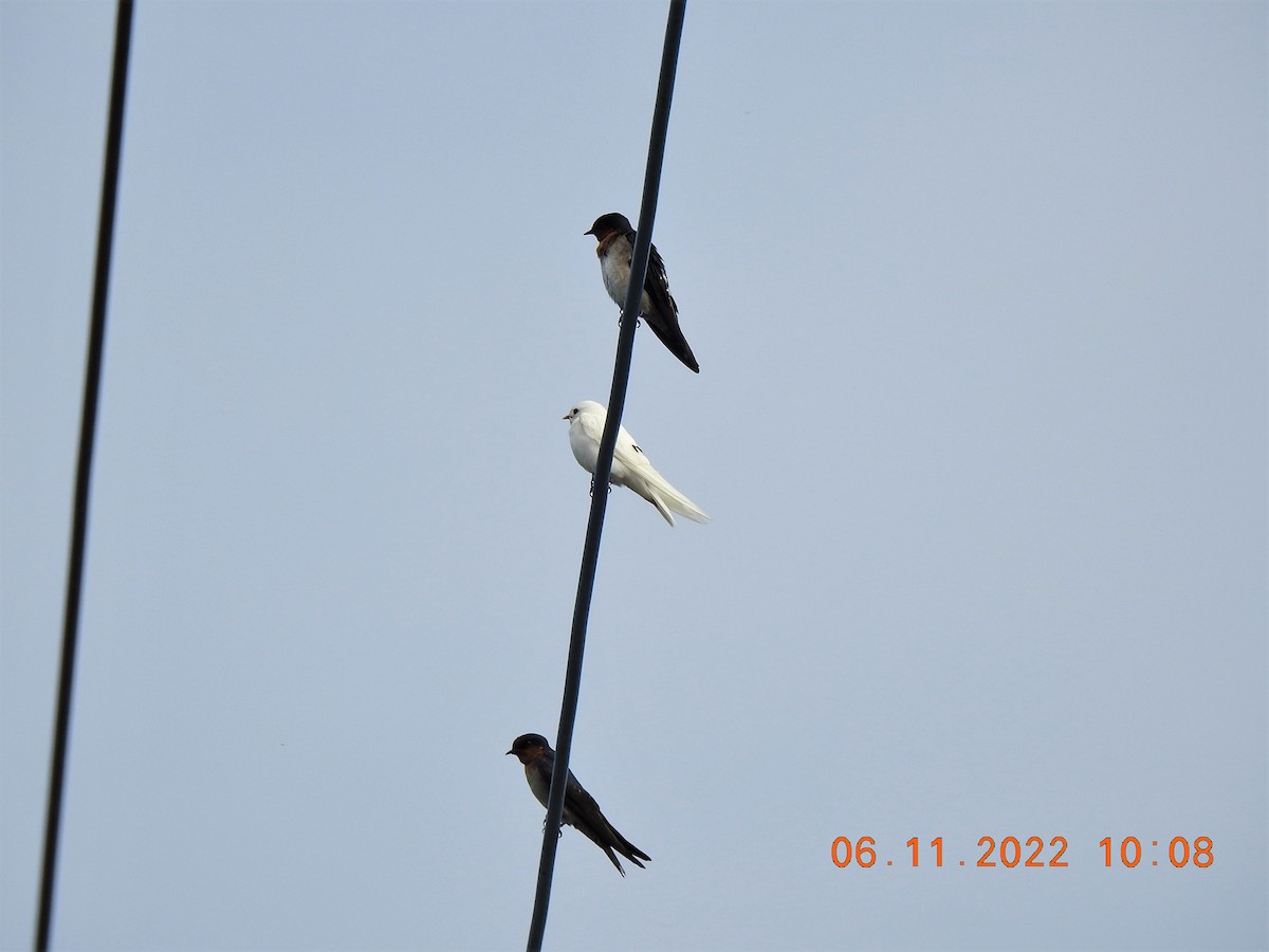 Pacific Swallow - ML503214391