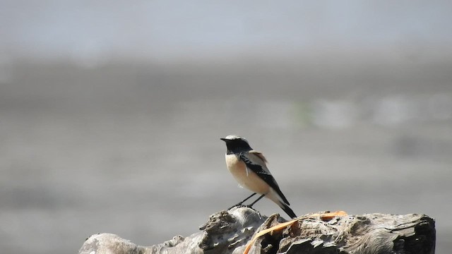 Desert Wheatear - ML503214671