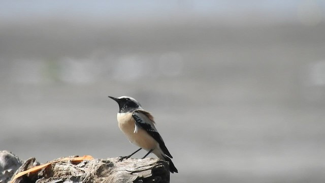 Desert Wheatear - ML503214681