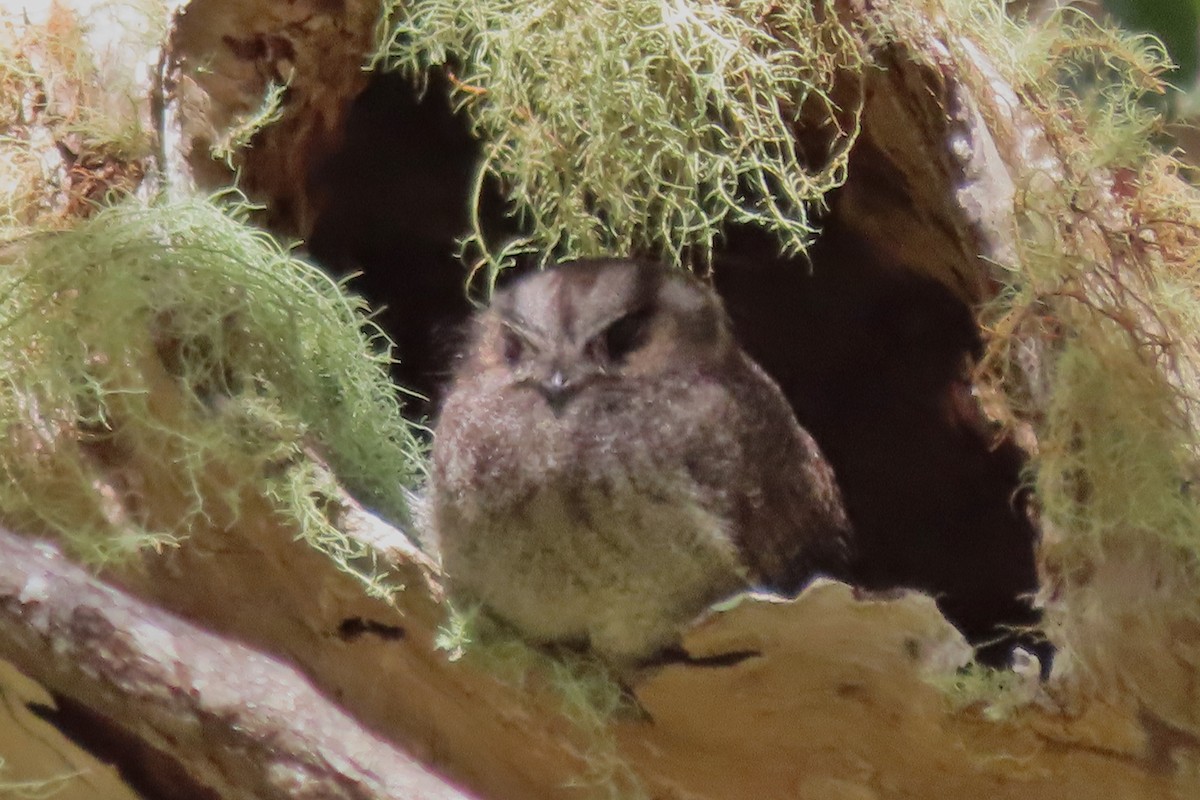 Australian Owlet-nightjar - ML503215781