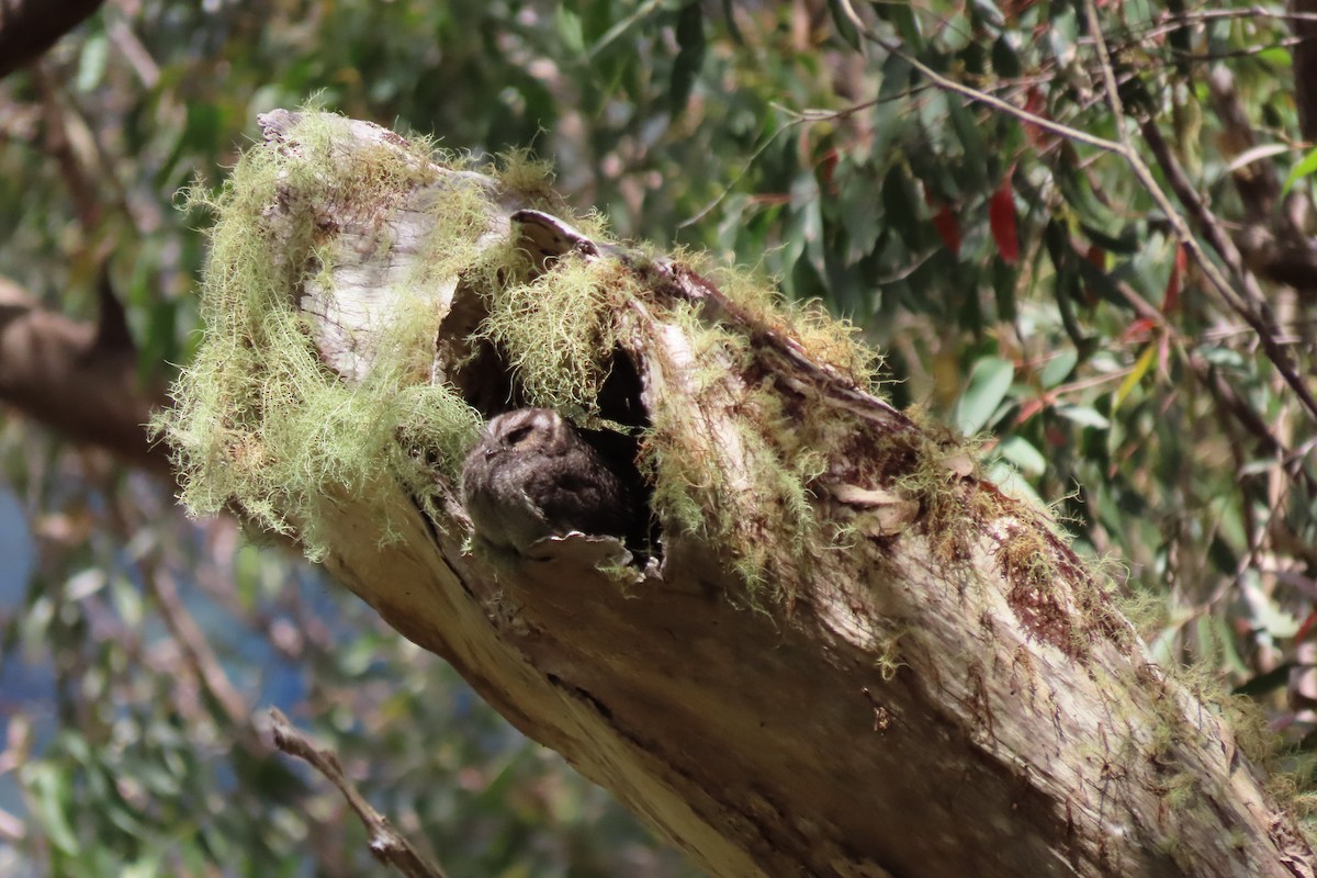Australian Owlet-nightjar - ML503215851