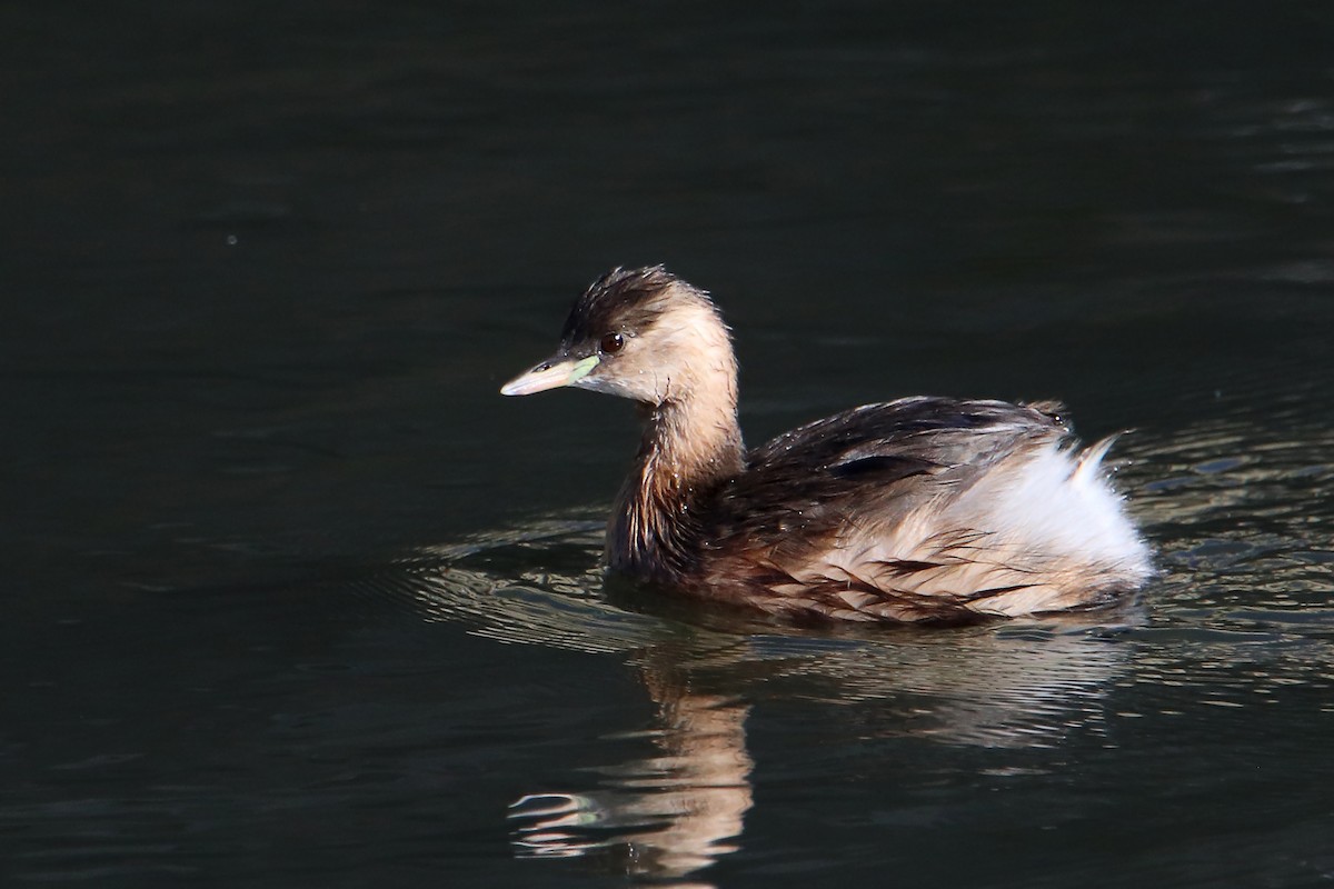 Little Grebe - ML503216191