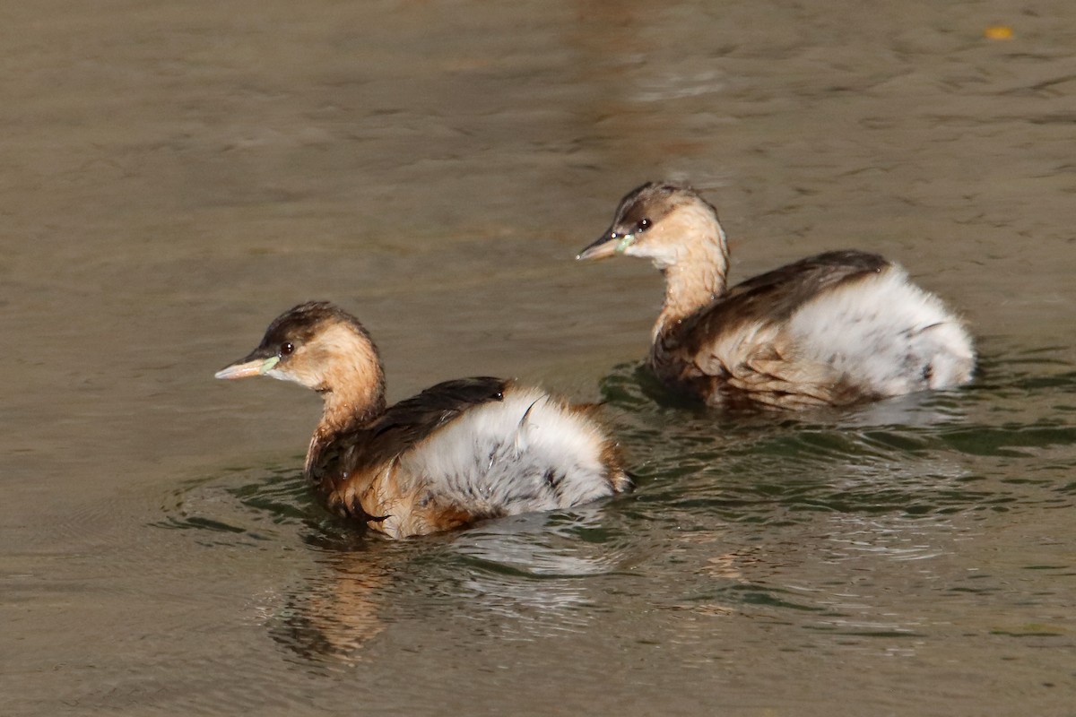 Little Grebe - ML503216201