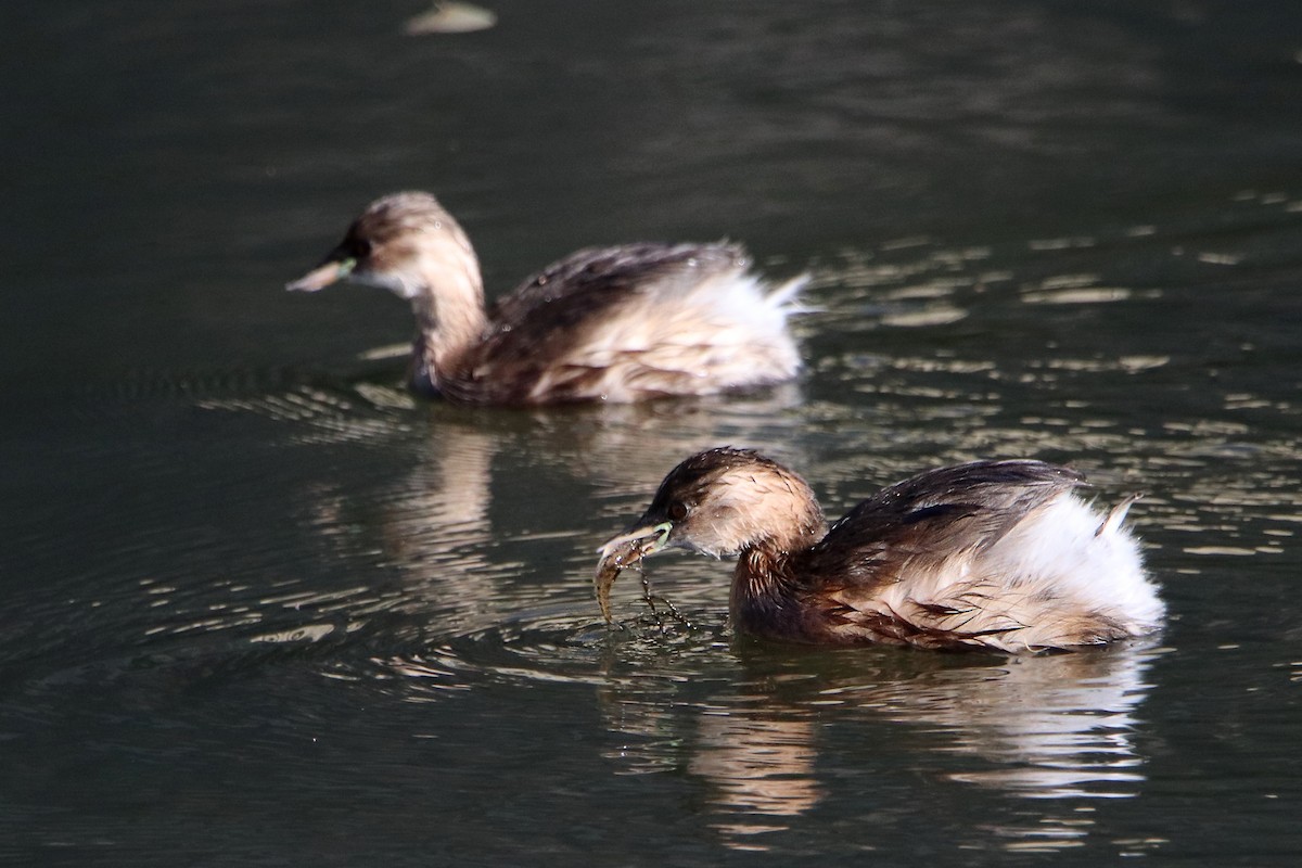 Little Grebe - ML503216211