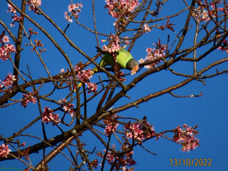 Гималайский кольчатый попугай - ML503216521