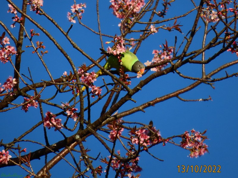 Slaty-headed Parakeet - ML503216521