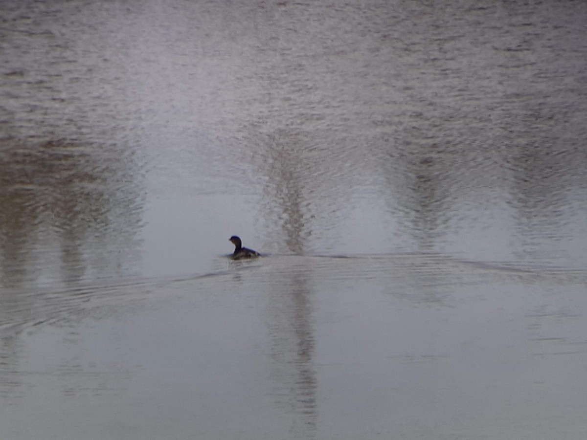 Pied-billed Grebe - ML503216611