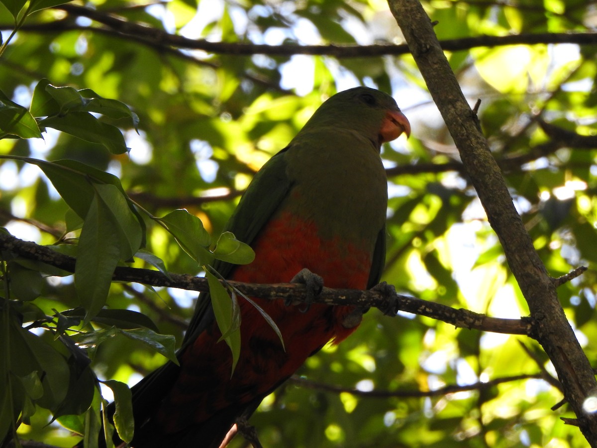 Australian King-Parrot - DS Ridley