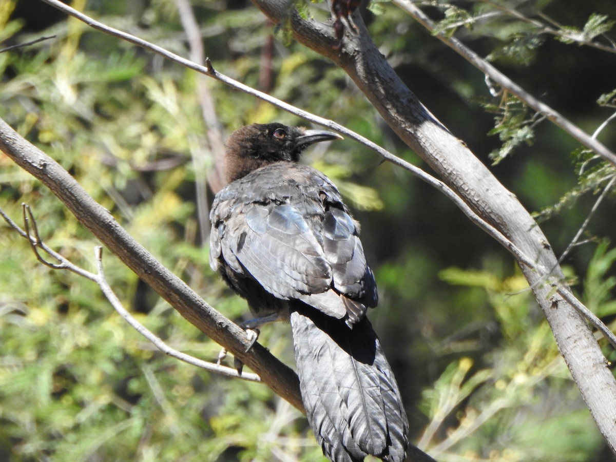 White-winged Chough - DS Ridley