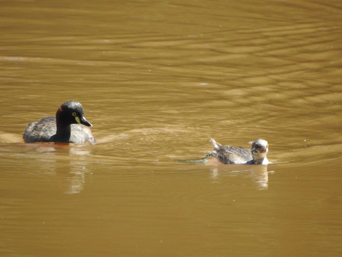 Australasian Grebe - ML503217171