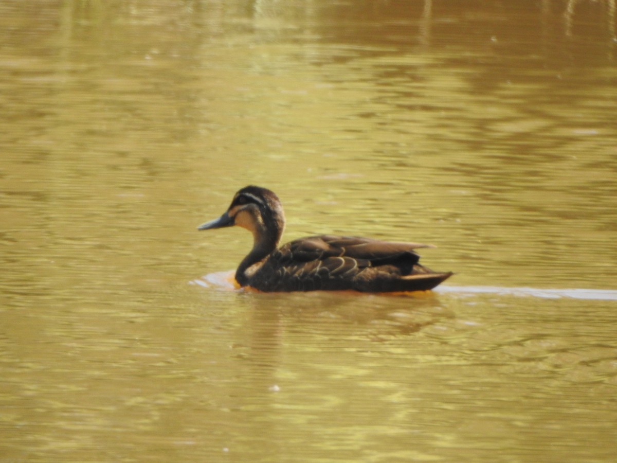 Pacific Black Duck - DS Ridley