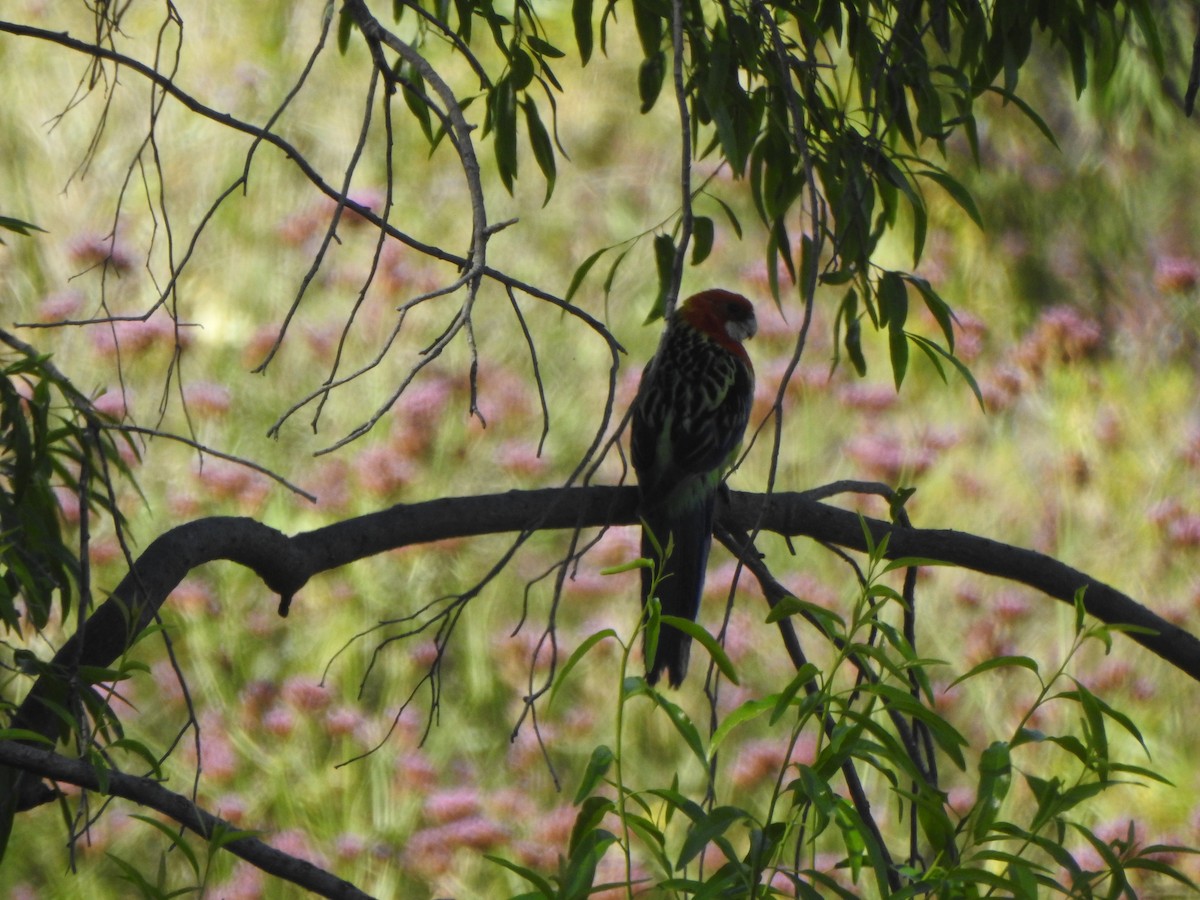 Eastern Rosella - ML503217791