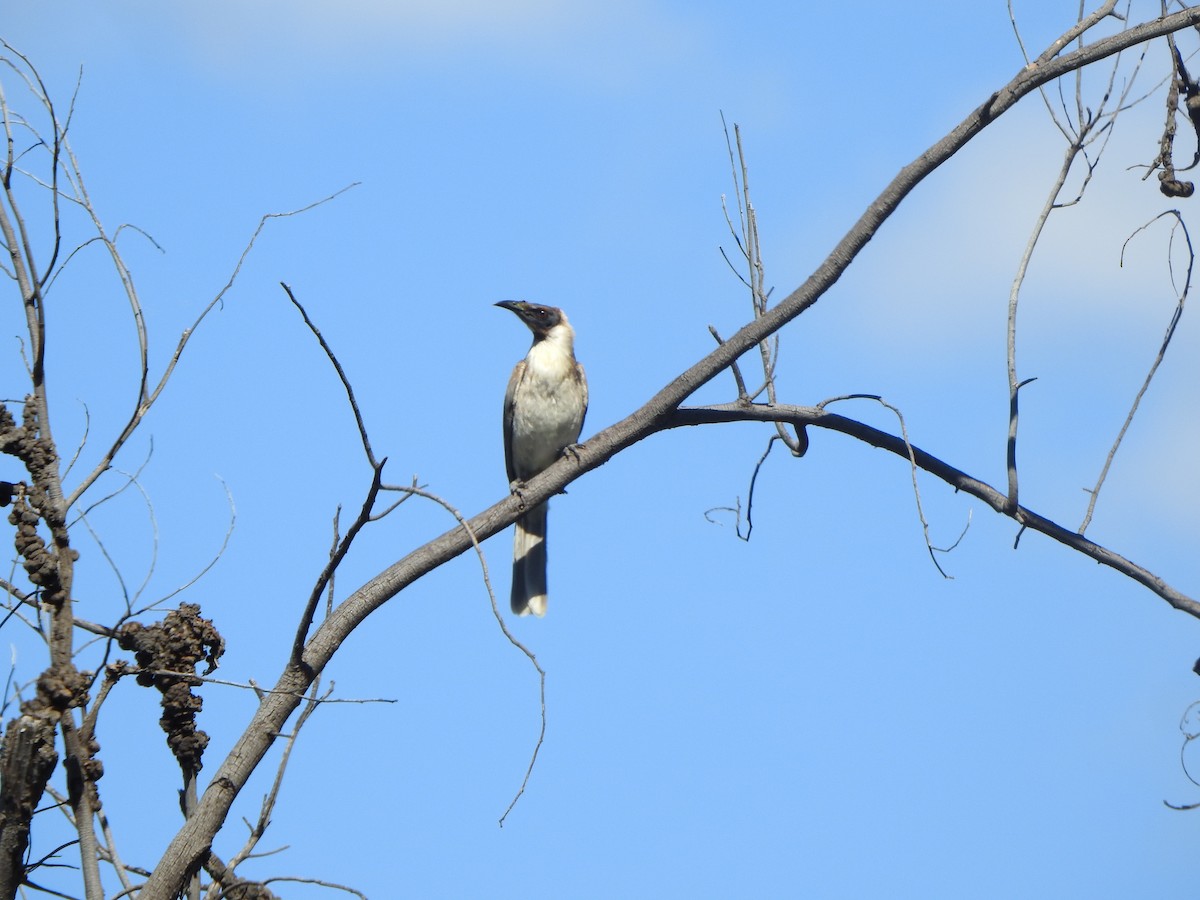 Noisy Friarbird - DS Ridley