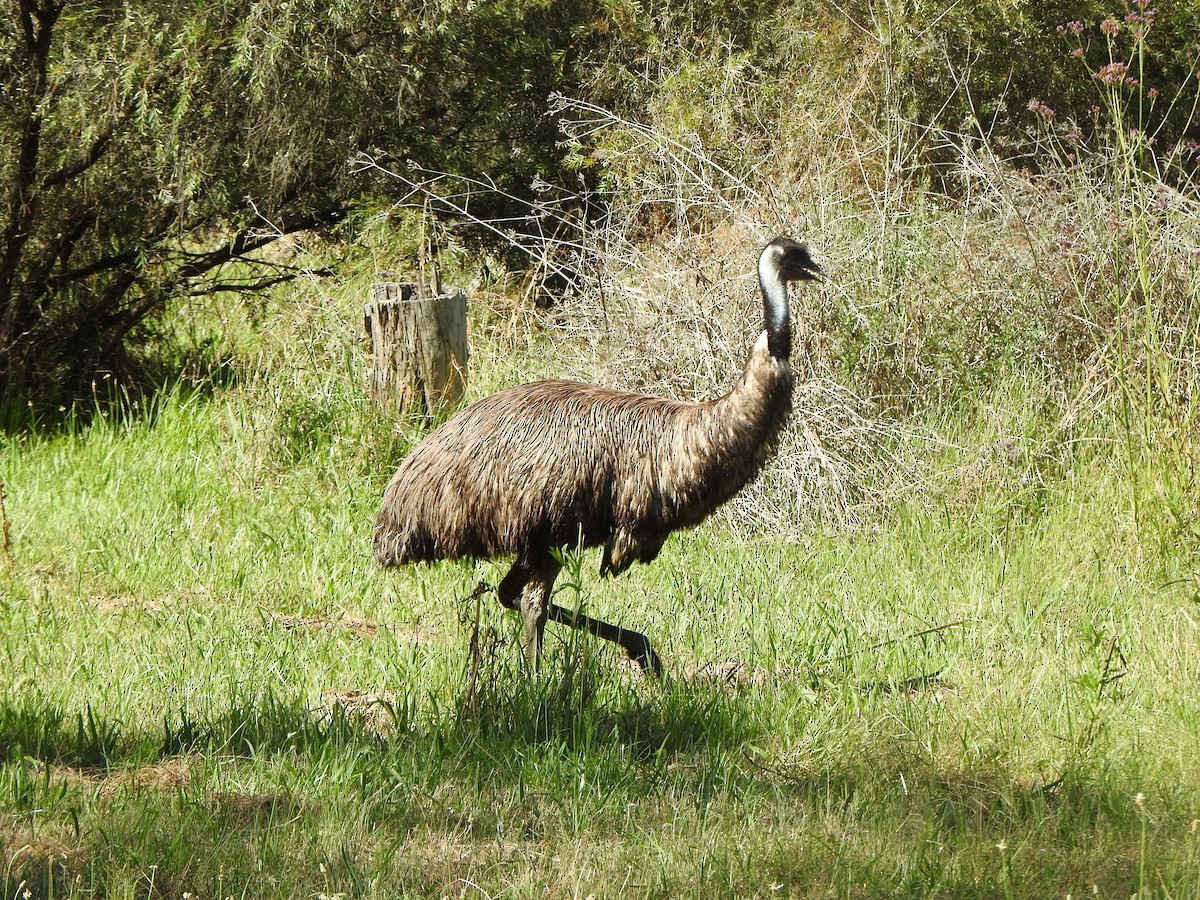 emu hnědý - ML503218251
