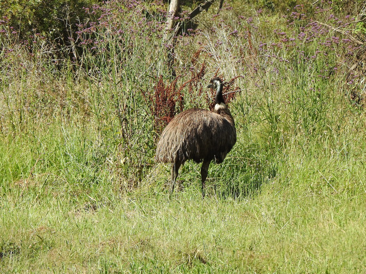 emu hnědý - ML503218311