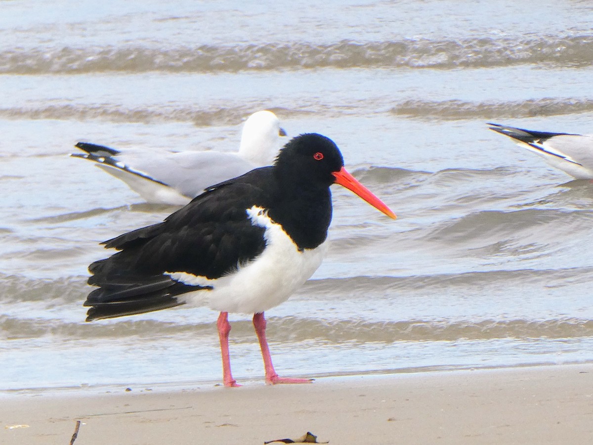 Pied Oystercatcher - Maki Okamoto