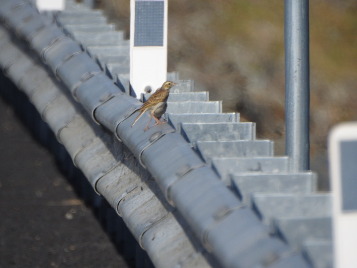 Australian Pipit - ML503219341