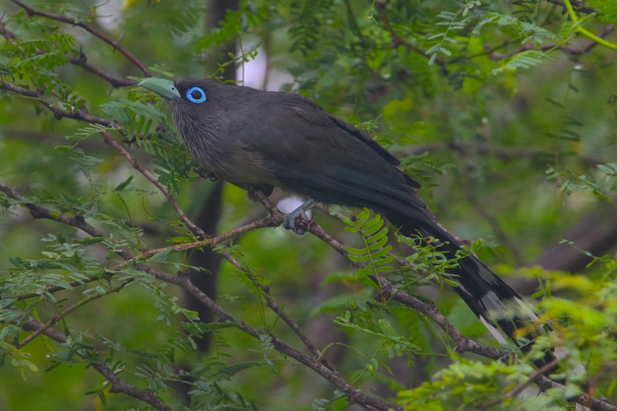 Blue-faced Malkoha - ML503221691