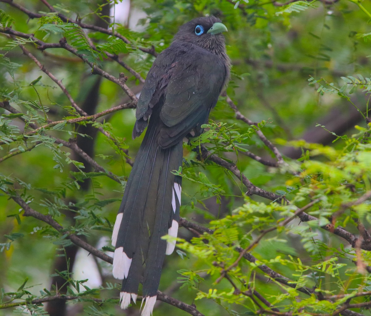 Blue-faced Malkoha - ML503221701